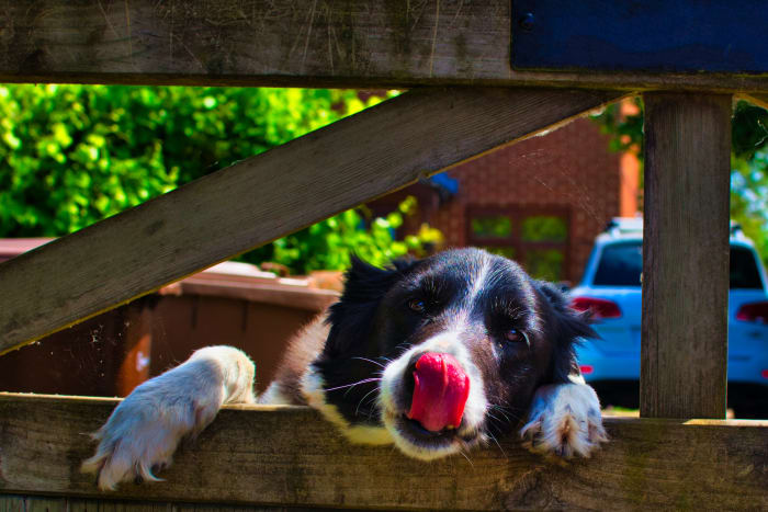 A dog might lick out of boredom.