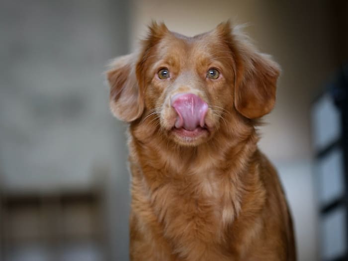A dog might lick because it is nervous.