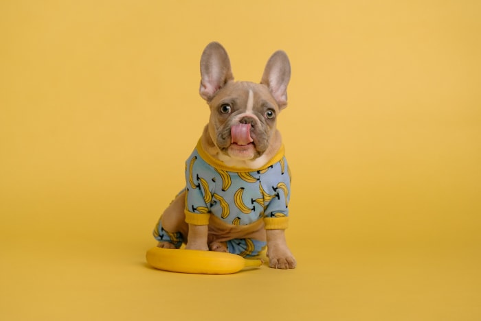 Why Do Dogs Lick?