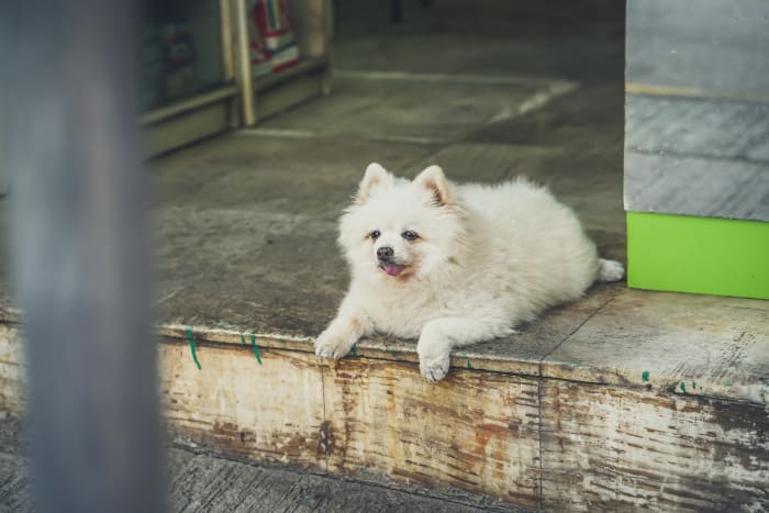 Older dogs might start to exhibit senile behavior.