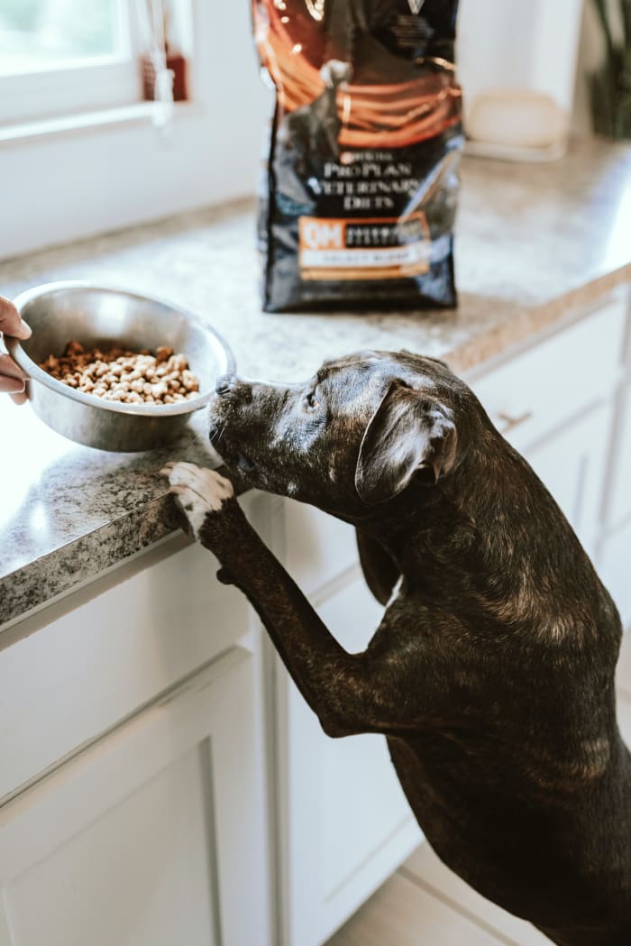 Food allergies very often cause dogs to lick compulsively.