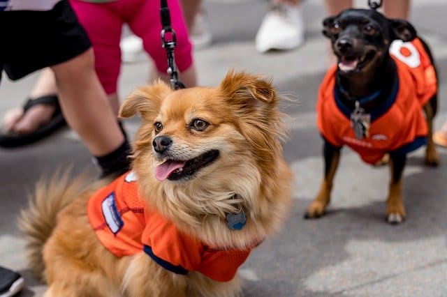 Organizing outings with other pups or adult dogs can teach excitable puppies to focus on other stimuli on walks.