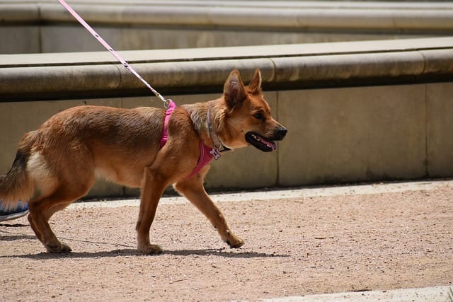 Puppies may often bark when they want to maintain distance or wish to decrease it