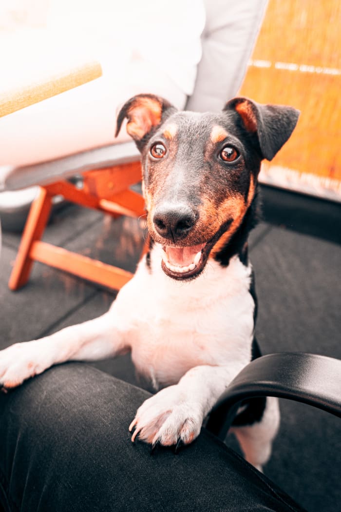 6 Reasons Why Dogs Hump
