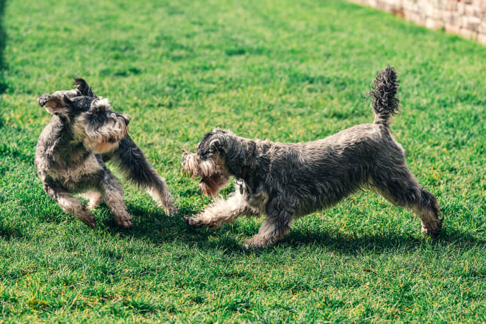 Dogs will exhibit this behavior because of dominance.