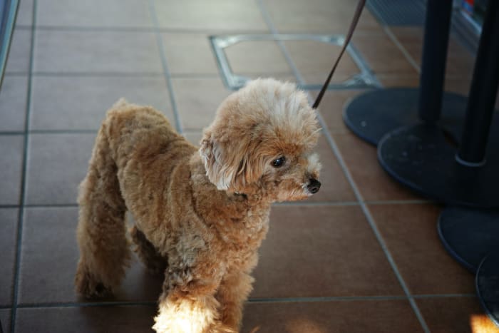 A dog might exhibit this behavior because they are frustrated.