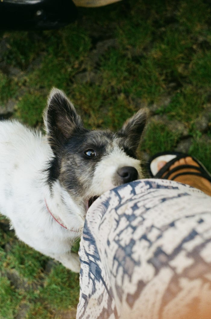 Anxious dogs will try to hump people, other dogs, and random objects.
