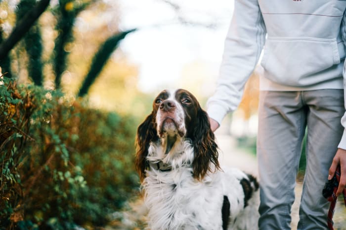 Training a dog can help resolve some of the behavioral issues.