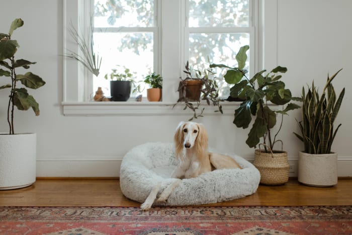 Dogs find comfort in their owner's scent.