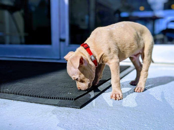 Dogs love to detect stinky stuff on the ground.