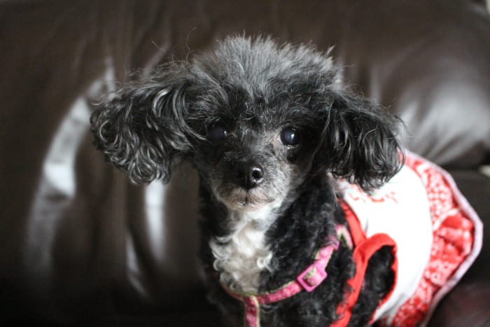 Dogs are curious about the smell of another dog on their owner but not necessarily jealous.