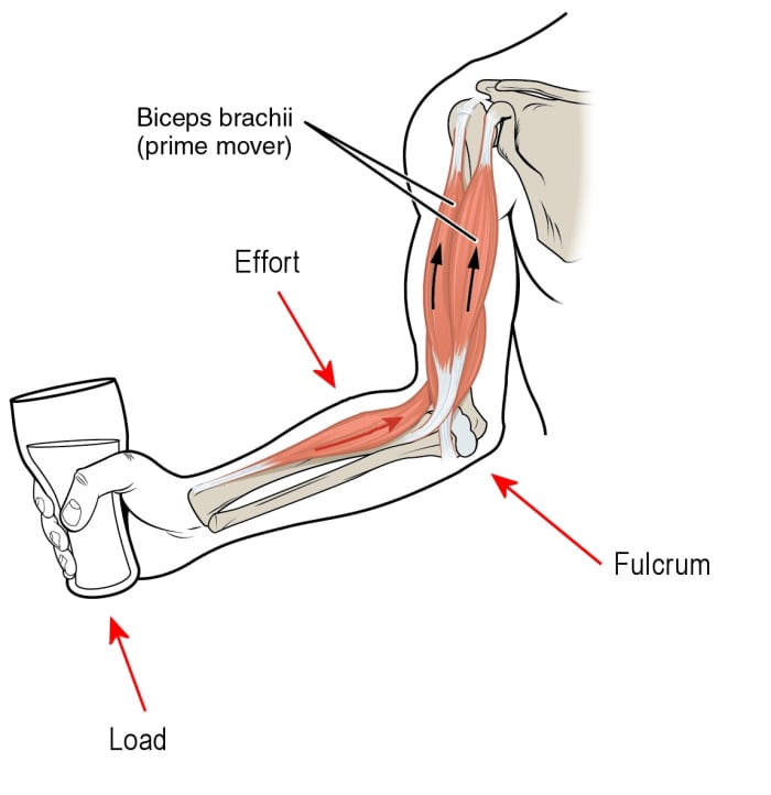 The bones in our arms and other part of the body are third class levers.