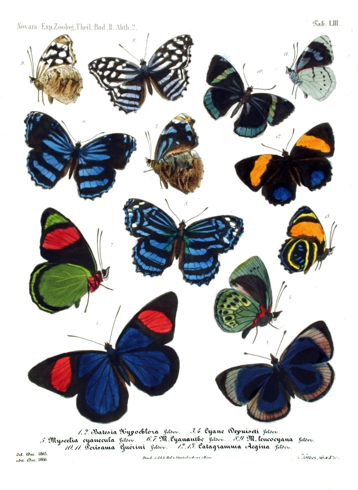 Some of the Diana fritillary's beautiful relatives from around the world.