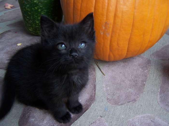 A sweet black kitty with an orange pumpkin makes a perfect Halloween picture.