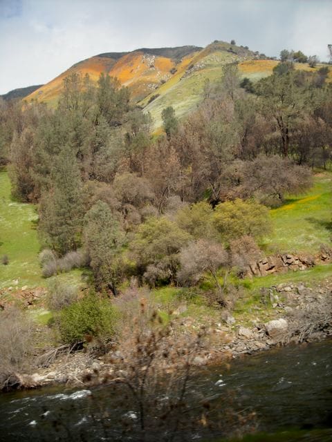 The top of the ridge is blackened by a previous wildfire, but the poppies are pushing their way into the burn scar.