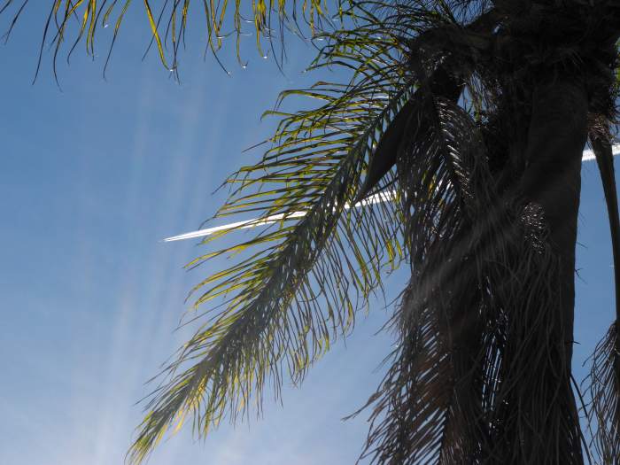 Another example of a "Pencil Thin Line" being distributed by a low flying plane directly in the city limits.... basically "crop dusting" an entire neighborhood with toxic chemicals so thick that it made your knees buckle.