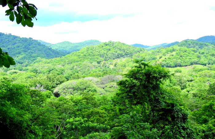 Our view from our Canopy Zip Line tour. We could hear the Howler monkeys in the distance!