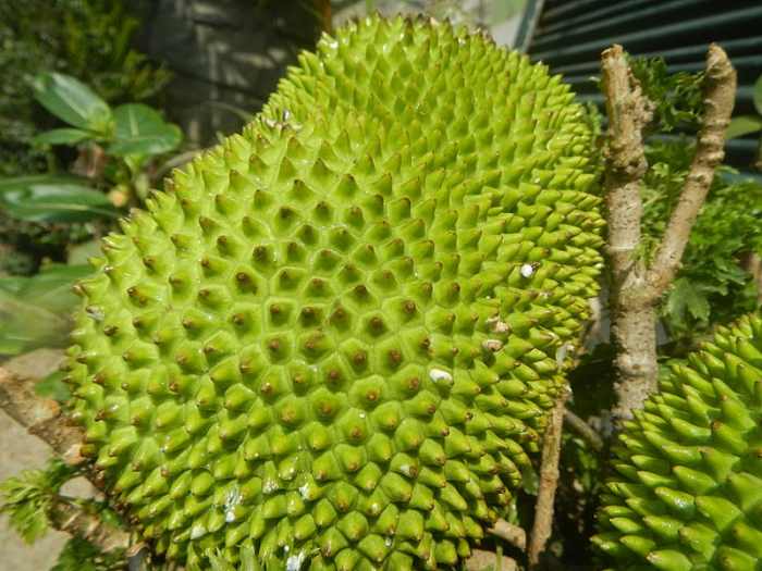 Breadfruit and Breadnut Nutritional Facts HubPages