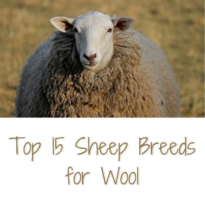 Top 15 Sheep Breeds for Wool PetHelpful By fellow animal lovers and