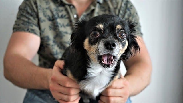 This dog's ears are pulled tightly back and the expression appears to be one of possible alarm/fear.