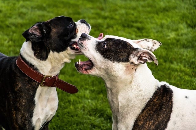 During play dogs may instinctively pull their ears back to protect them but also to share emotions.