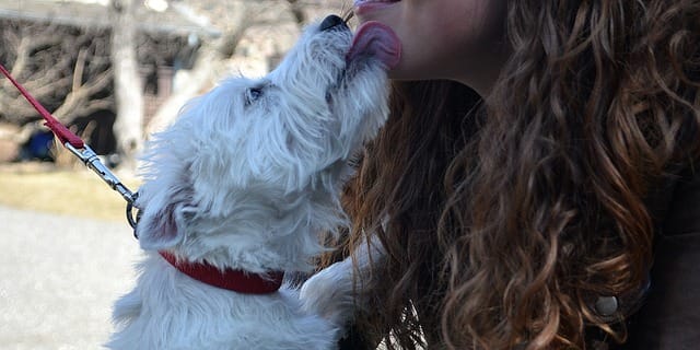 This westie is delivering wet kisses with ears back as a way to greet and show amicable intentions.