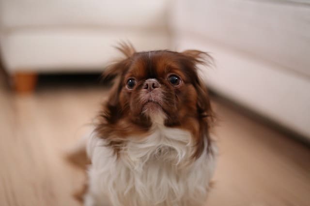 When the dog's ears are flat back, making him resemble a seal or as if he no longer has ears, he may be uncomfortable to very afraid/unhappy about something.