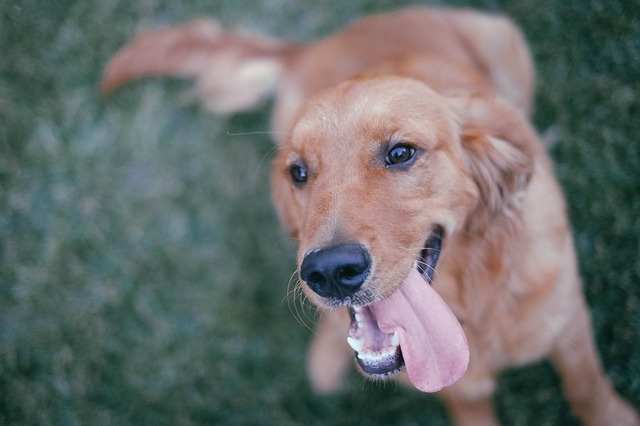 This pup's ears are pulled back but the expression is overall friendly.