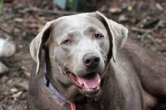 This is a rare Silver Labrador. Note the wide head, relaxed stance, full body type and grey-silver colored coat.