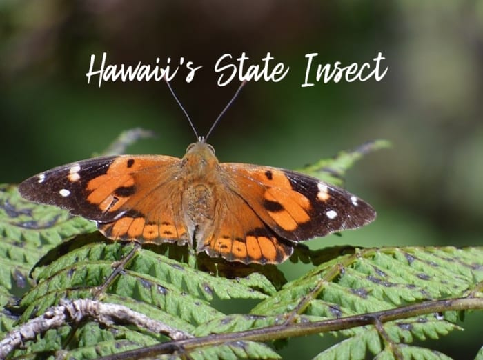 state-insect-of-hawaii