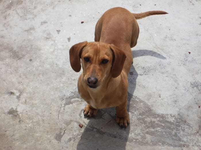 Dachshunds can be prone to turned out paws. Only dachshunds with straight wrists, like this one, should be bred from.