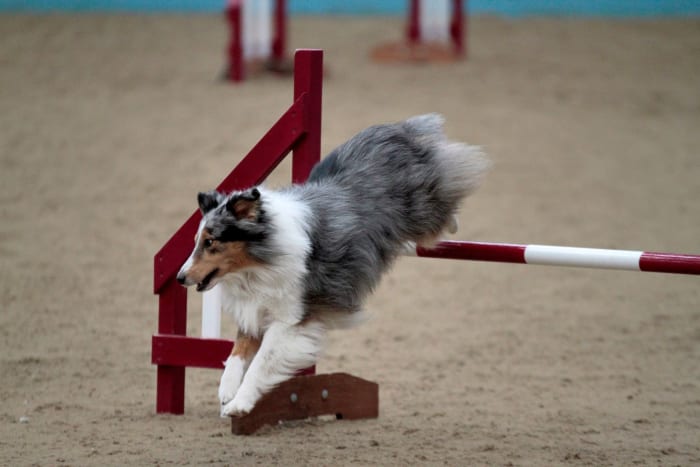 Dogs with turned out paws may not be able to compete in high impact dog sports such as agility.