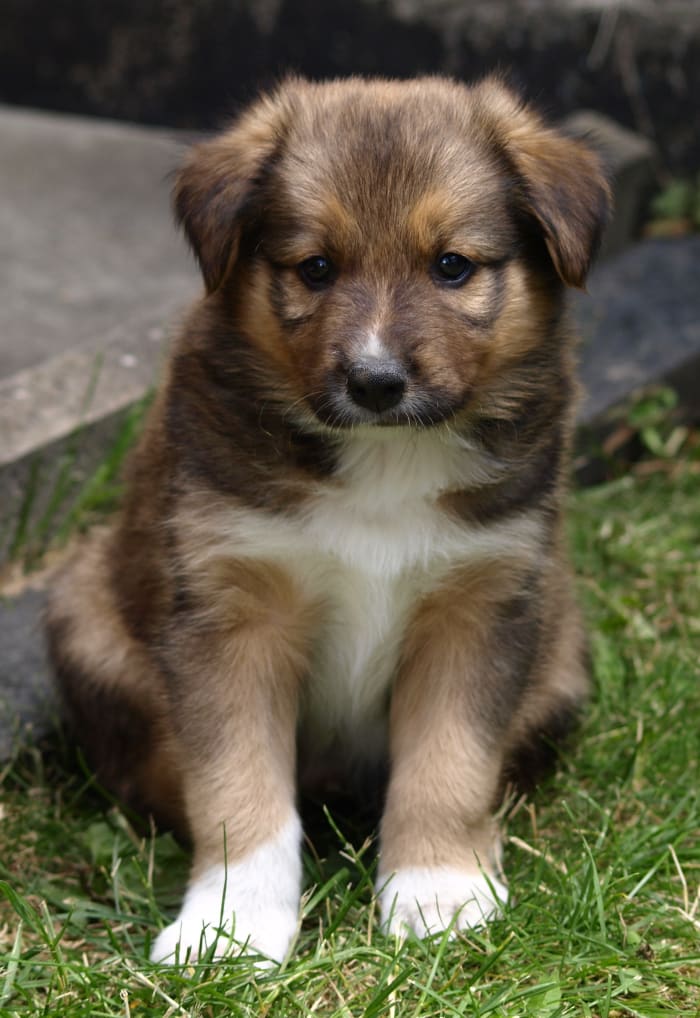 Puppies sometimes turn out their paws while they are growing, this often corrects itself naturally. If it does not, then a vet should take a look.