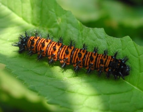 Caterpillar of the Baltimore Checkerspot