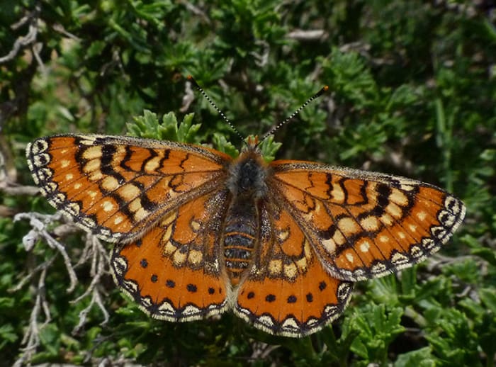 The "Spanish fritillary," a European relative of the Baltimore checkerspot