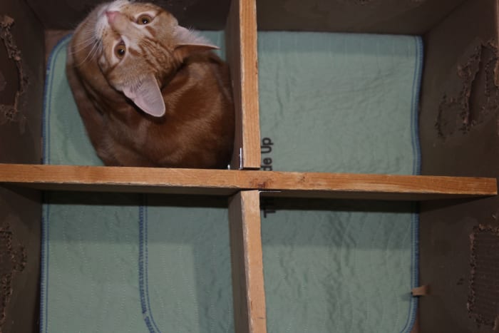 Our dual-purpose box, to keep guinea pigs apart, and cats happy. Note, how the sides are already chewed up