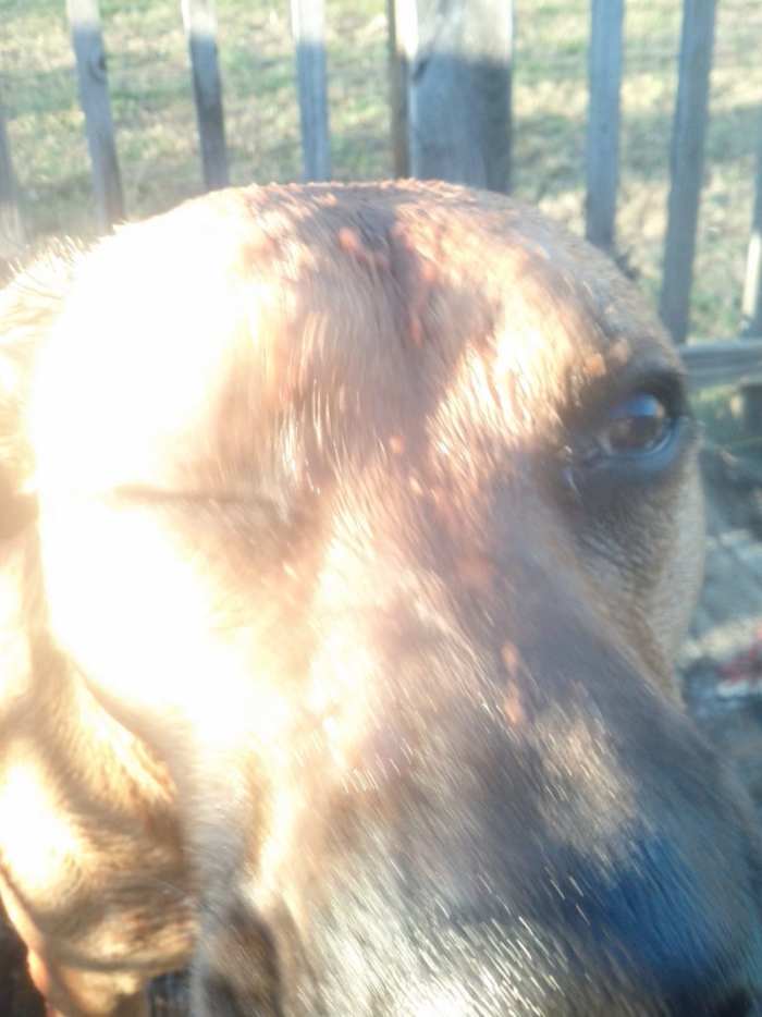 Skunked! What to do When Your Dog Gets Sprayed - HubPages