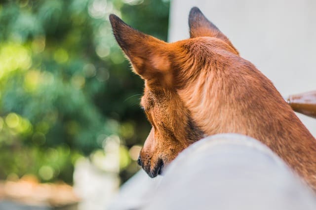 Watch for focused, tensing behaviors