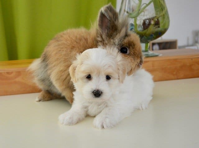 A young puppy and a young rabbit can potentially grow into great pals.