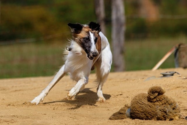 Sighthounds have been selectively bred to chase rabbits