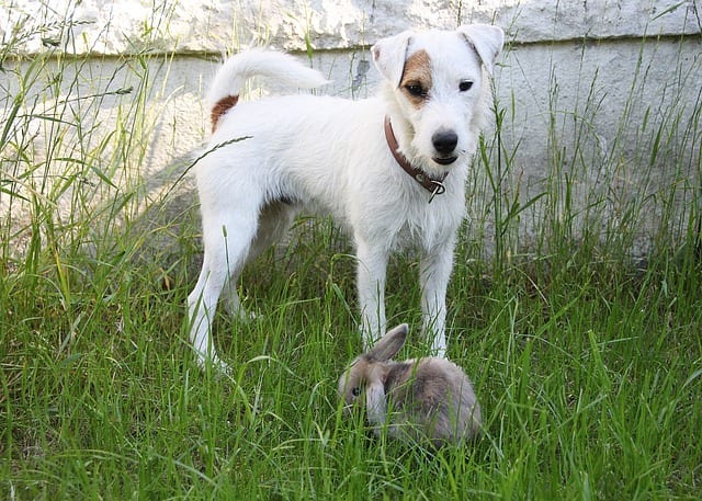 Introducing a dog to a rabbit requires the utmost safety.