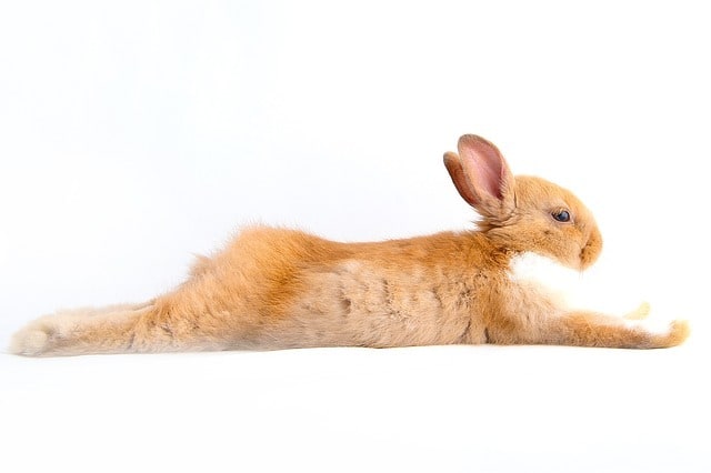 If you rabbit is pretty chill, that can help reduce the instinct for dogs to chase.