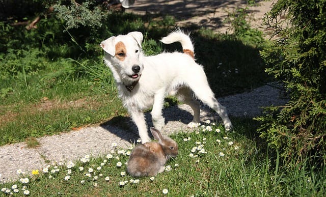 Every dog has a different personality so no rules can be set in stone