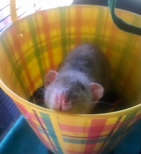 This is a plastic bucket that I got on sale after easter. All of my boys liked to hang out in it and it was very inexpensive!