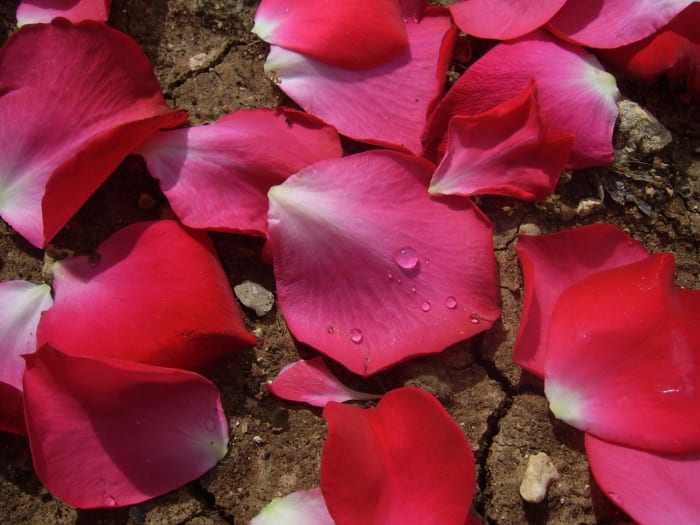 Rose petals, like the red rose, means passion and love. Petals are a romantic addition to a candle light dinner or love letter.