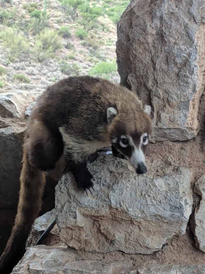 A White nosed Coatimundi (Nasua narica) looking toward tourists in Tucson's Colossal Cave Mountain Park