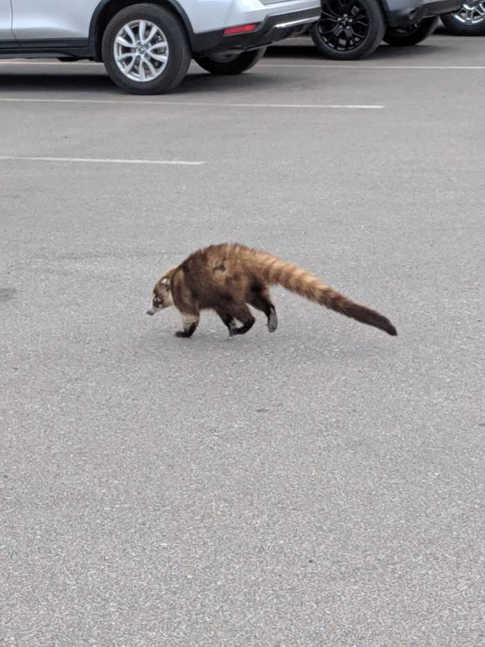 This Coati, knowing (probably from past success) that the trashcan will probably contain food, heads across parking lot toward the trashcan