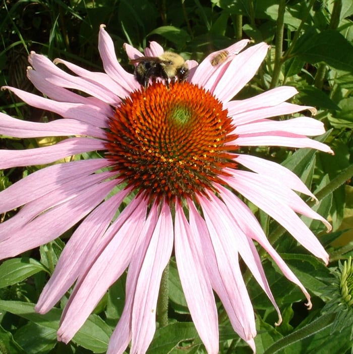 Purple Coneflower is a wide-ranging native plant that is particularly good for bees and butterflies.