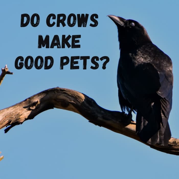 Crows as Pets Is It Legal to Have a Pet Crow? PetHelpful