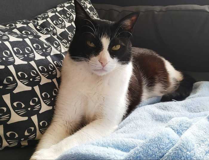 20 Black and White Cat Breeds PetHelpful